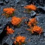Gamers Grass - Orange Flowers (Wlid)